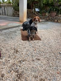 Cucciolo Espagnuel breton
