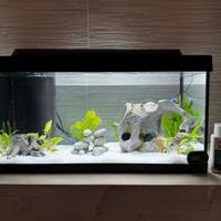 Acquario TETRA STARTER LINE LED 54 LITRI