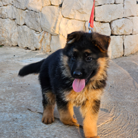 Cucciole di Pastore Tedesco Originali con Pedigree