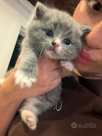 Cuccioli di Scottish fold e straight