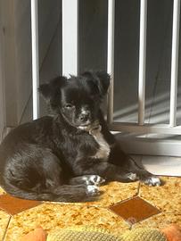 Cucciolo incrocio chihuahua