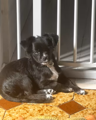 Cucciolo incrocio chihuahua