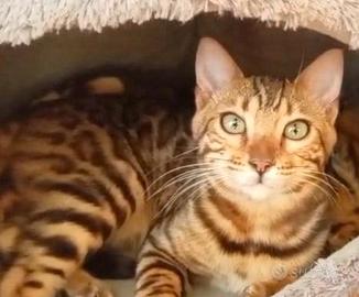 Gatto Bengala femmina 