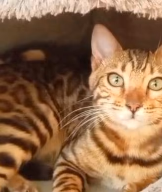 Gatto Bengala femmina 