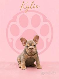Bulldog francese