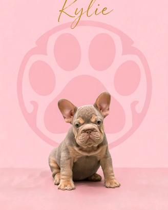 Bulldog francese