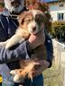 cuccioli-pastore-australiano-red-tricolor