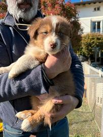 Cuccioli Pastore Australiano Red Tricolor