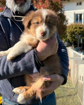 Cuccioli Pastore Australiano Red Tricolor