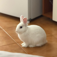 Coniglietta Meringa (5 mesi)