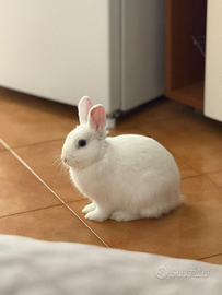 Coniglietta Meringa (5 mesi)