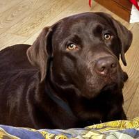 Labrador con pedigree per accoppiamento 400 euro