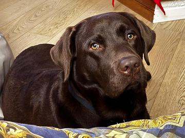 Labrador con pedigree per accoppiamento 400 euro