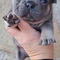 Bulldog francese cuccioli