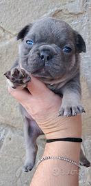 Bulldog francese cuccioli
