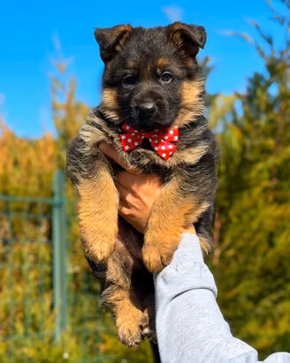 super cuccioli di pastore tedesco