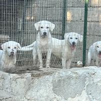 Cuccioli Labrador maschi in ADOZIONE