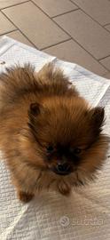 Plitz di pomerania