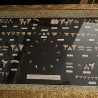 Cornice con Fossili di Pesci e Rettili