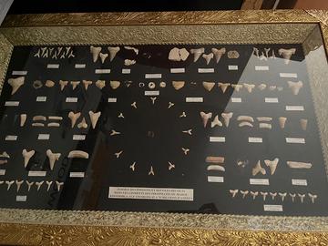 Cornice con Fossili di Pesci e Rettili