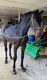 Puledro Sanfratellano