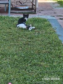 Gattini
