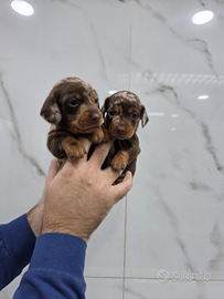 Bassotti arlecchino con pedigree