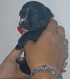 Cucciolo chihuahua tea cup