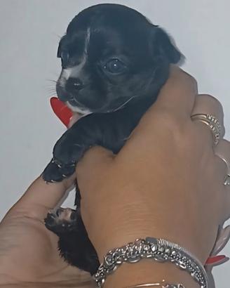 Cucciolo chihuahua tea cup