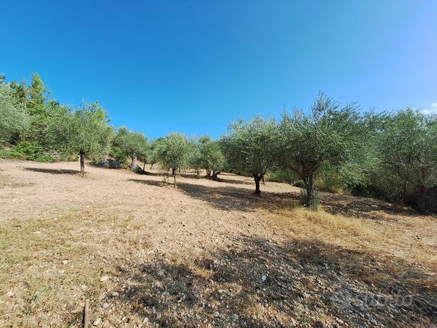 Terreno e piante di ulivo - zona capestrano