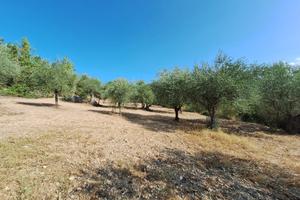 Terreno e piante di ulivo - zona capestrano