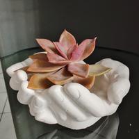 porta piantine in gesso di ceramica 