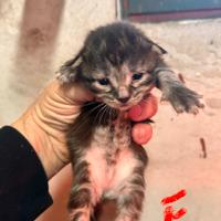 Cuccioli di maine coon