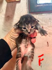Cuccioli di maine coon