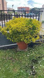 Euonymus japonicus pianta + vaso resina ø60 cm int