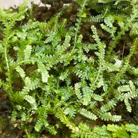 Talee di Selaginella serpens