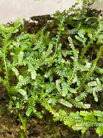 Talee di Selaginella serpens
