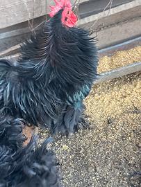 Galline cocincine nane ricce nere