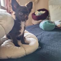 Chihuahua maschietto
