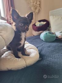 Chihuahua maschietto