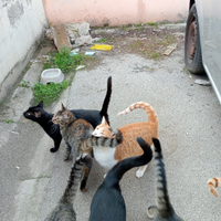 Se qualcuno e interessato ad avere c