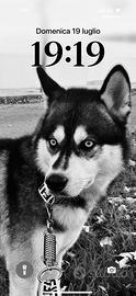 Husky femmina per accoppiarsi