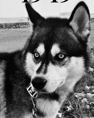 Husky femmina per accoppiarsi