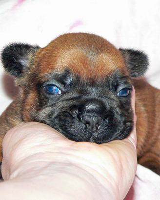 Cuccioli bouledogue francese pedigree