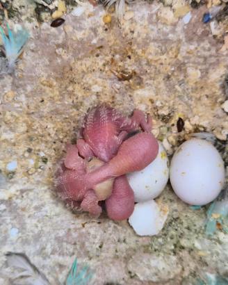 Cocorite allevati a mano o pulli