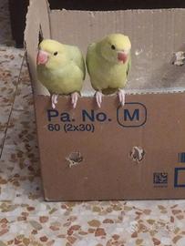 Parrocchetto dal collare