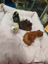 Cavia peruviana baby