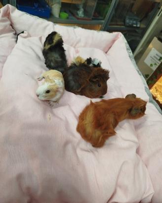 Cavia peruviana baby