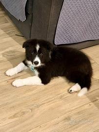 Border collie