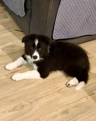 Border collie